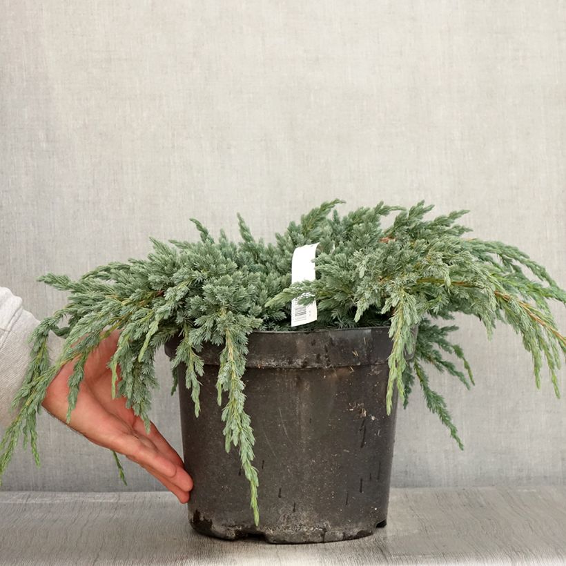 Amostra de Juniperus squamata Blue Spider Vaso de 7,5 L/10 L tal como entregue no outono