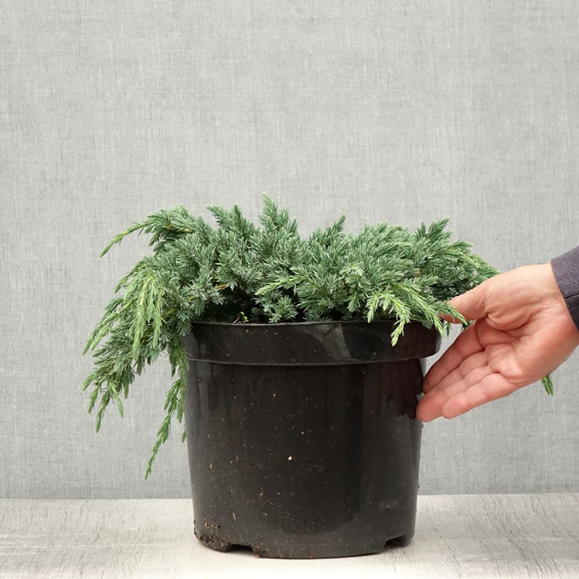 Amostra de Juniperus squamata Blue Spider Vaso de 7,5 L/10 L tal como entregue no verão