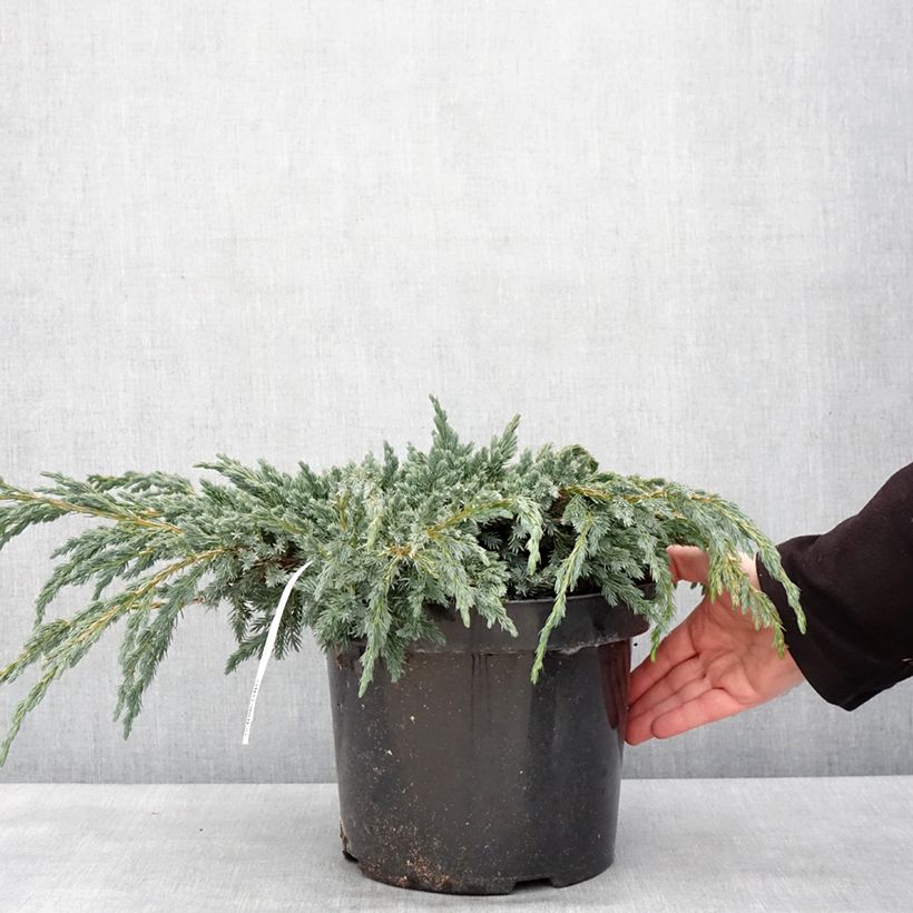 Amostra de Genévrier écailleux - Juniperus squamata Blue Spider Vaso de 7,5 L/10 L tal como entregue no inverno