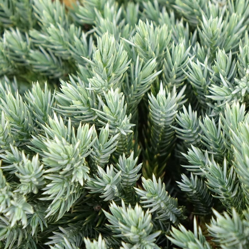 Juniperus squamata Blue Spider (Folhagem)