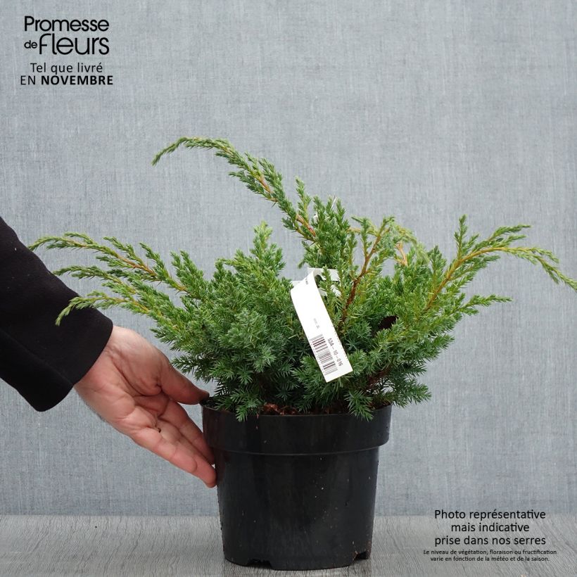 Amostra de Juniperus squamata Blue Swede Vaso de 2 L/3 L tal como entregue no outono