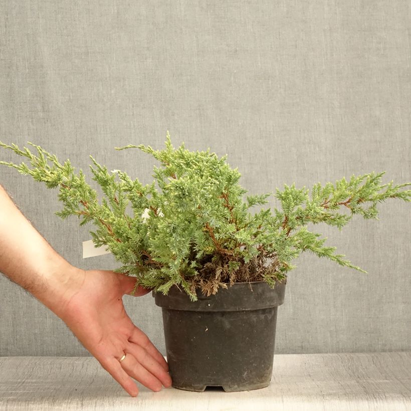Amostra de Juniperus squamata Dream Joy Vaso de 2 L/3 L tal como entregue no verão