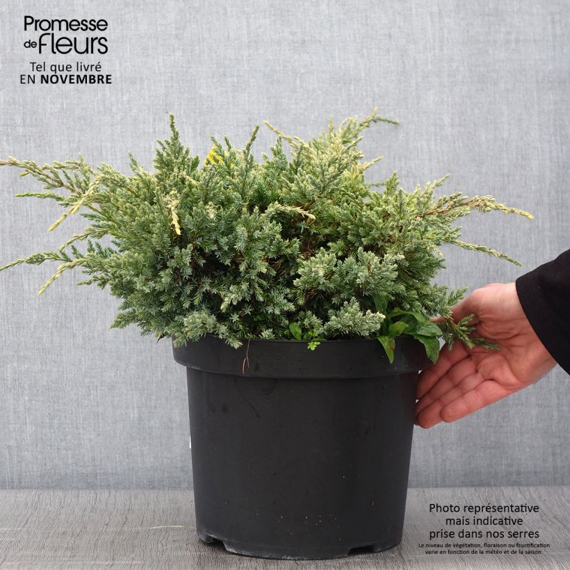 Amostra de Juniperus squamata Dream Joy Vaso de 7,5 L/10 L tal como entregue no outono
