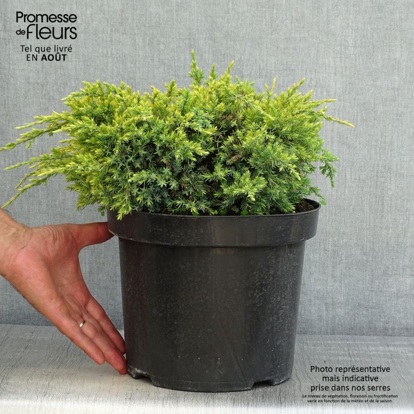 Amostra de Juniperus squamata Dream Joy Vaso de 7,5 L/10 L tal como entregue no verão