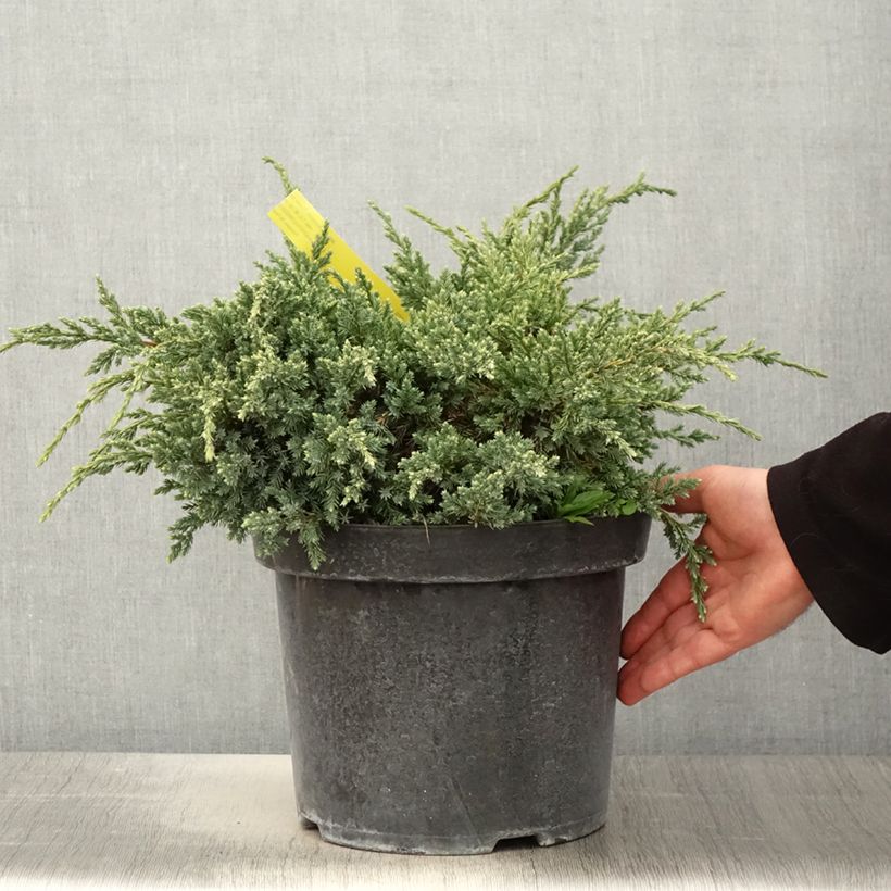 Amostra de Juniperus squamata Dream Joy Vaso de 7,5 L/10 L tal como entregue na primavera