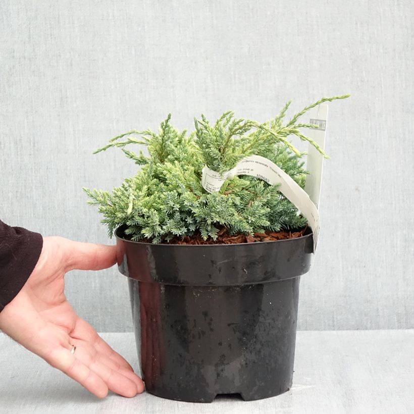 Amostra de Juniperus squamata Dream Joy Vaso de 2 L/3 L tal como entregue no outono