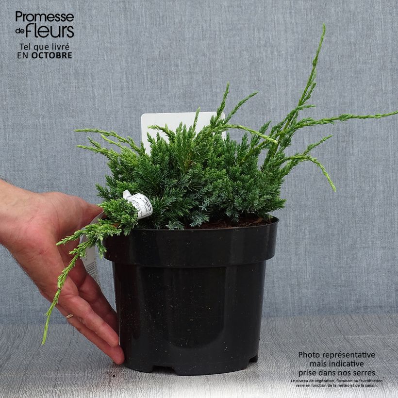 Amostra de Juniperus squamata Holger Vaso de 2 L/3 L tal como entregue no outono