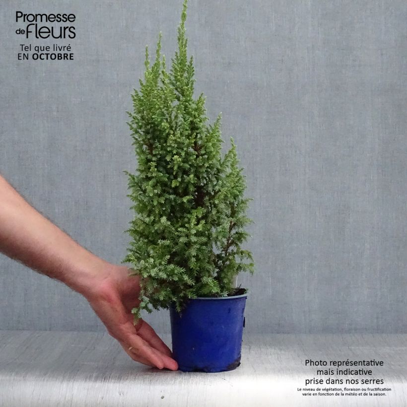 Amostra de Juniperus squamata Loderi Vaso de 2 L/3 L tal como entregue no outono