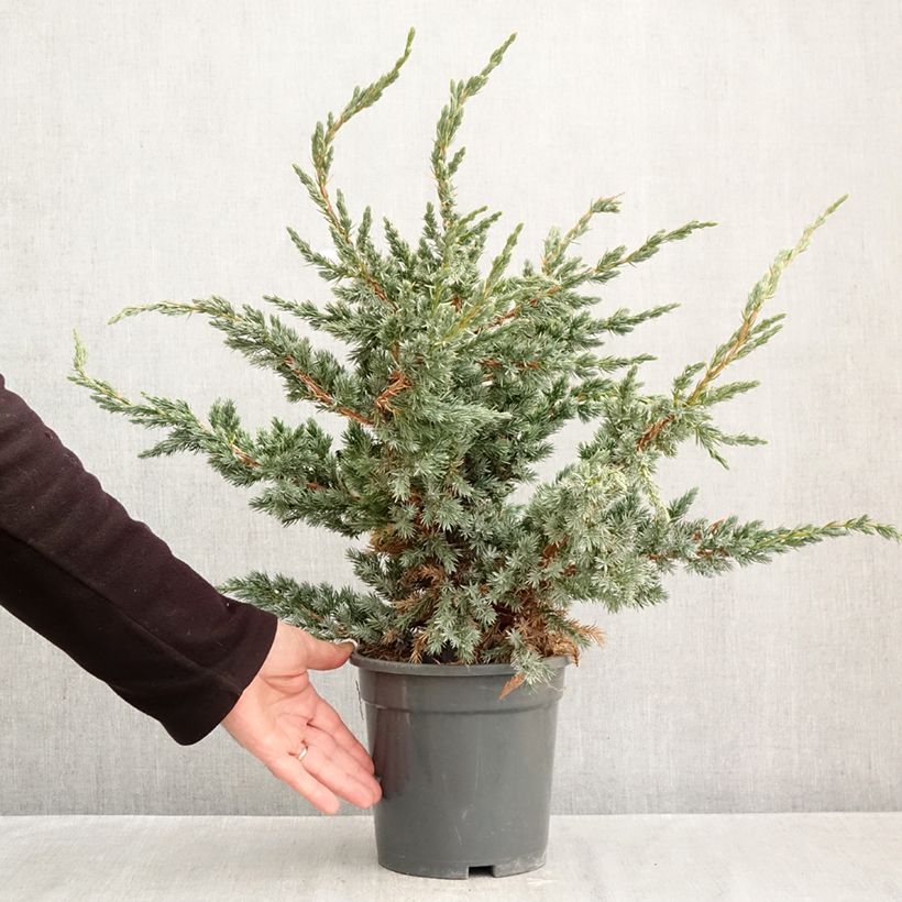 Amostra de Juniperus squamata Meyeri Vaso de 3 L/4 L tal como entregue no outono