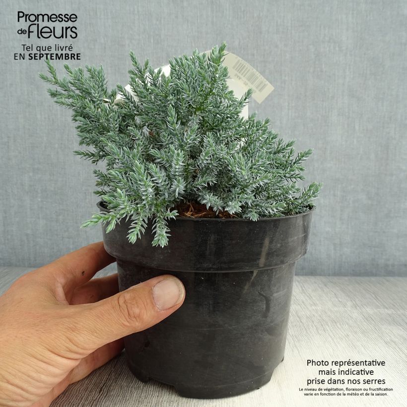 Amostra de Juniperus squamata Tropical Blue Vaso de 2 L/3 L tal como entregue no verão