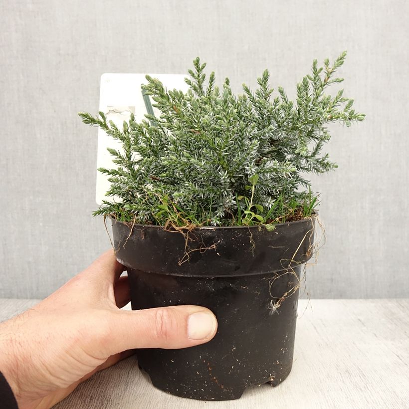 Amostra de Juniperus squamata Tropical Blue Vaso de 2 L/3 L tal como entregue na primavera