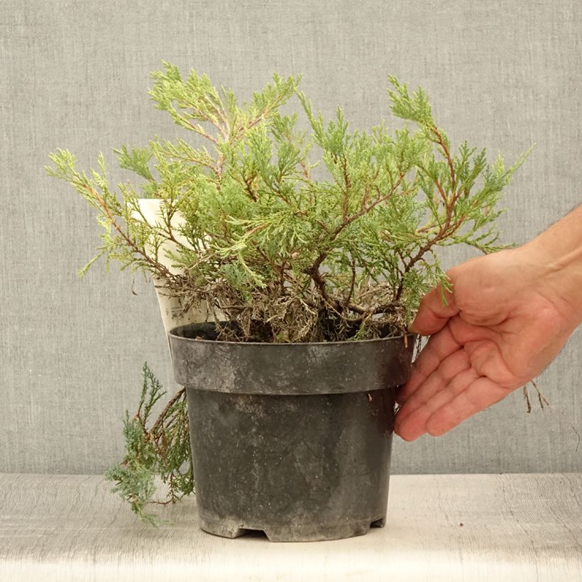Amostra de Juniperus horizontalis Agnieszka Vaso de 2 L/3 L tal como entregue no verão