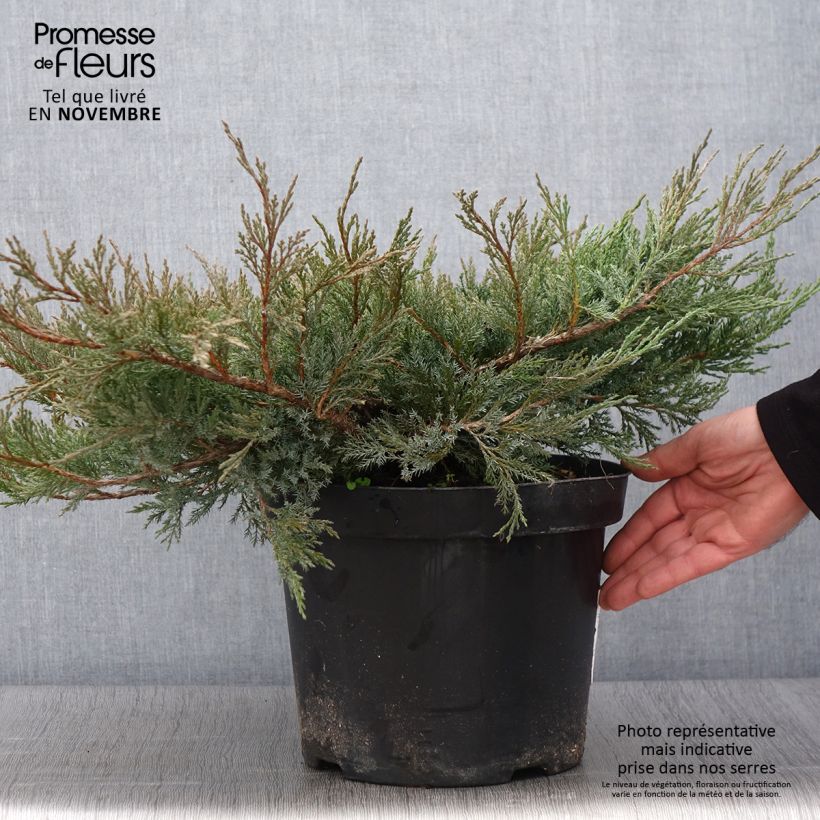 Amostra de Juniperus horizontalis Agnieszka Vaso de 7,5 L/10 L tal como entregue no outono