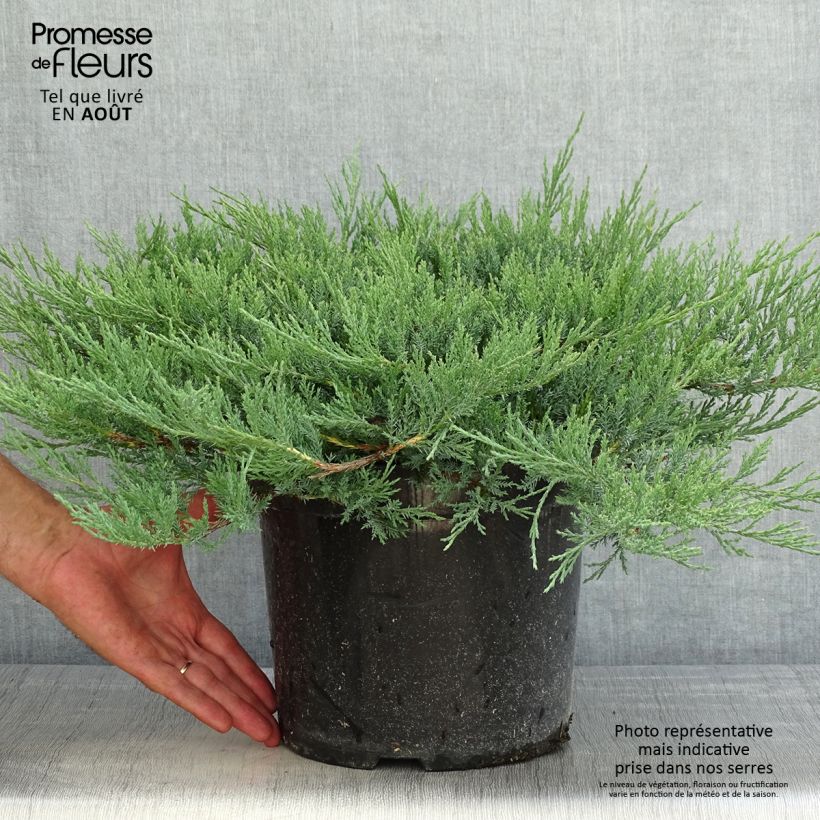 Amostra de Juniperus horizontalis Agnieszka Vaso de 7,5 L/10 L tal como entregue no verão