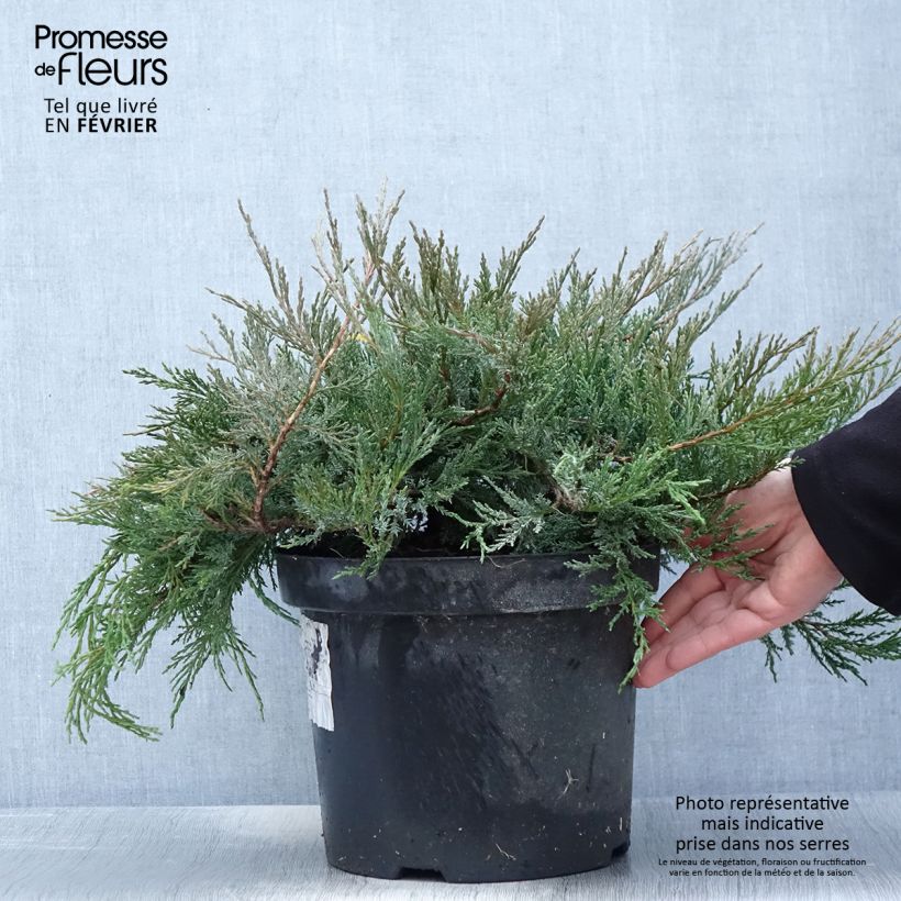 Amostra de Genévrier horizontal - Juniperus horizontalis Agnieszka Vaso de 7,5 L/10 L tal como entregue no inverno