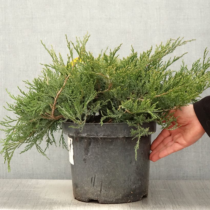 Amostra de Juniperus horizontalis Agnieszka Vaso de 7,5 L/10 L tal como entregue na primavera
