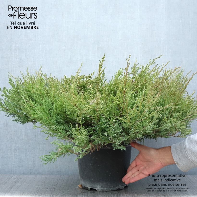 Amostra de Juniperus horizontalis Andorra Compact Vaso de 7,5 L/10 L tal como entregue no outono