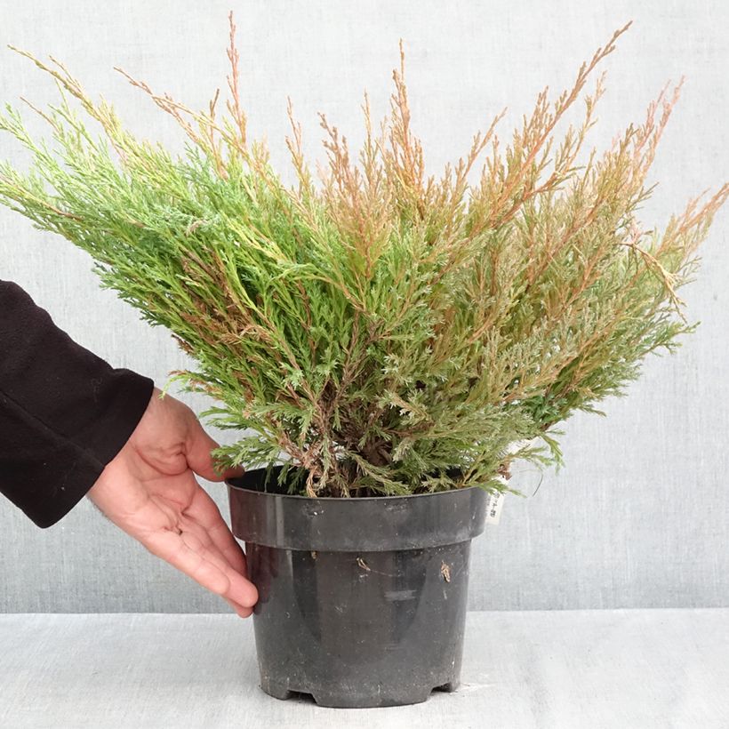 Amostra de Juniperus horizontalis Andorra Compact Vaso de 2 L/3 L tal como entregue no outono