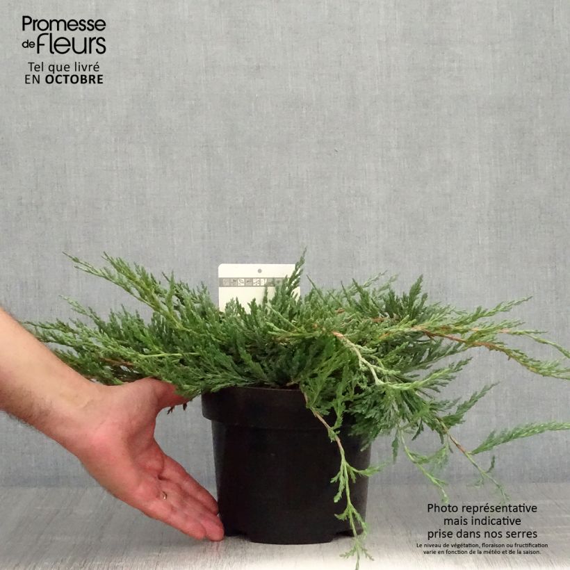 Amostra de Juniperus horizontalis Jade River Vaso de 2 L/3 L tal como entregue no outono