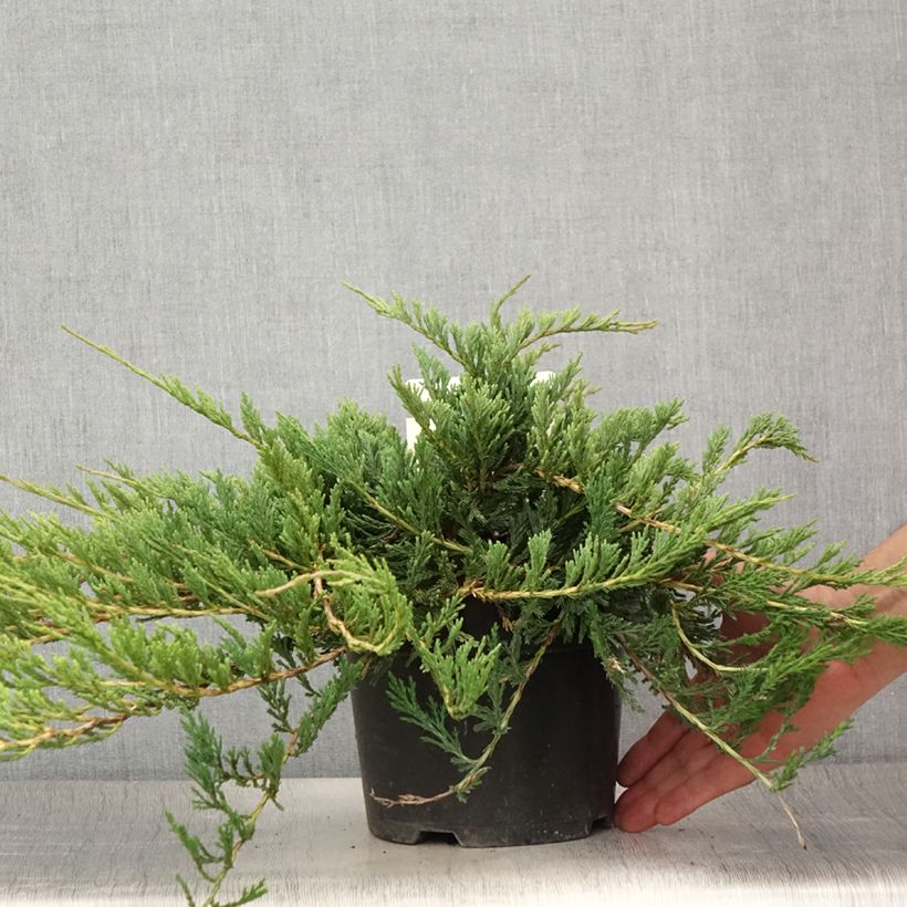 Amostra de Juniperus horizontalis Jade River Vaso de 2 L/3 L tal como entregue no verão