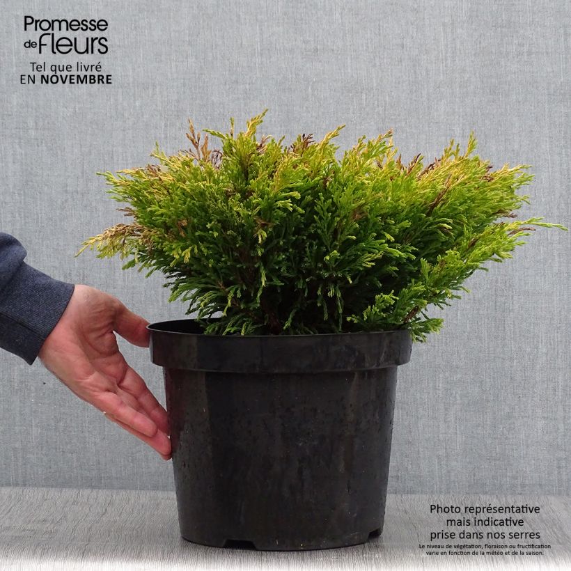 Amostra de Genévrier horizontal - Juniperus horizontalis Limeglow Pot de 7,5L/10L tal como entregue no outono
