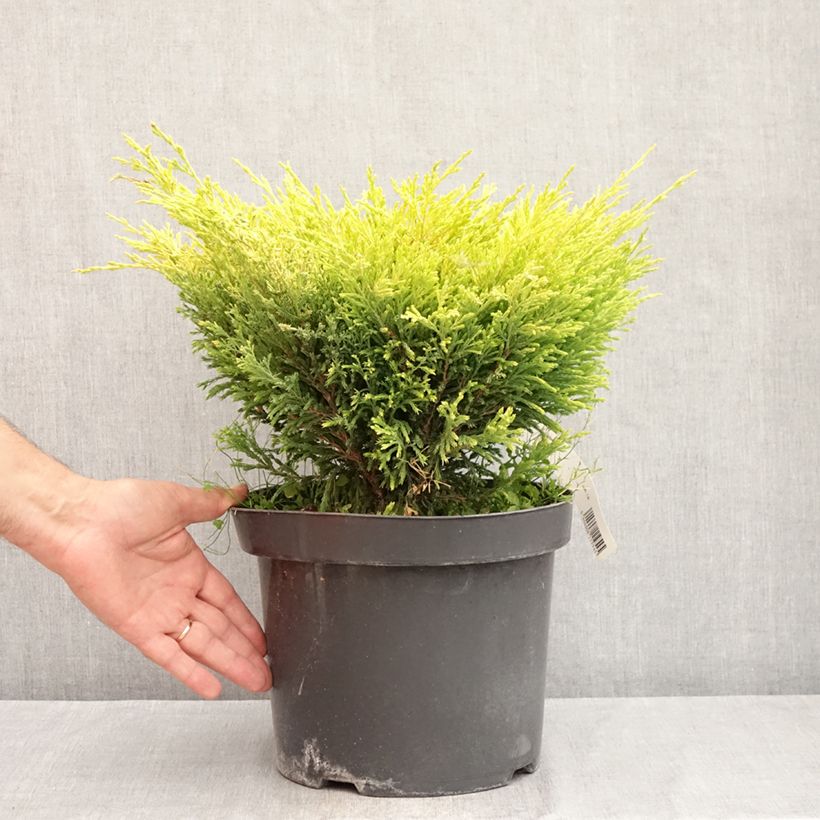 Amostra de Juniperus horizontalis Limeglow Vaso de 7,5 L/10 L tal como entregue no verão