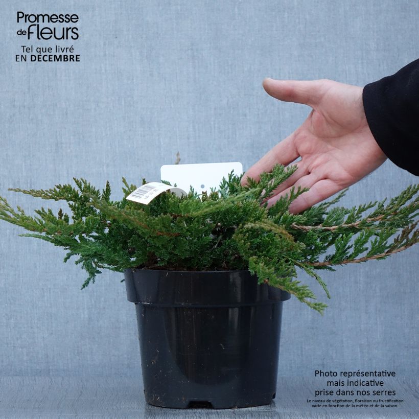 Amostra de Juniperus horizontalis Prince Of Wales Vaso de 2 L/3 L tal como entregue no outono