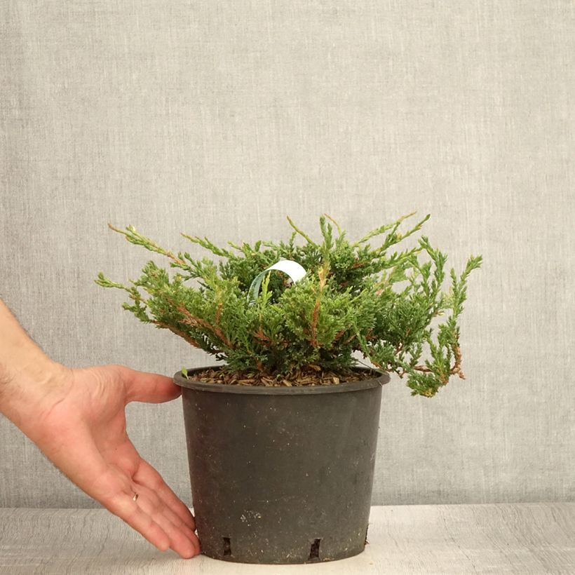 Amostra de Juniperus horizontalis Prince Of Wales Vaso de 2 L/3 L tal como entregue no verão