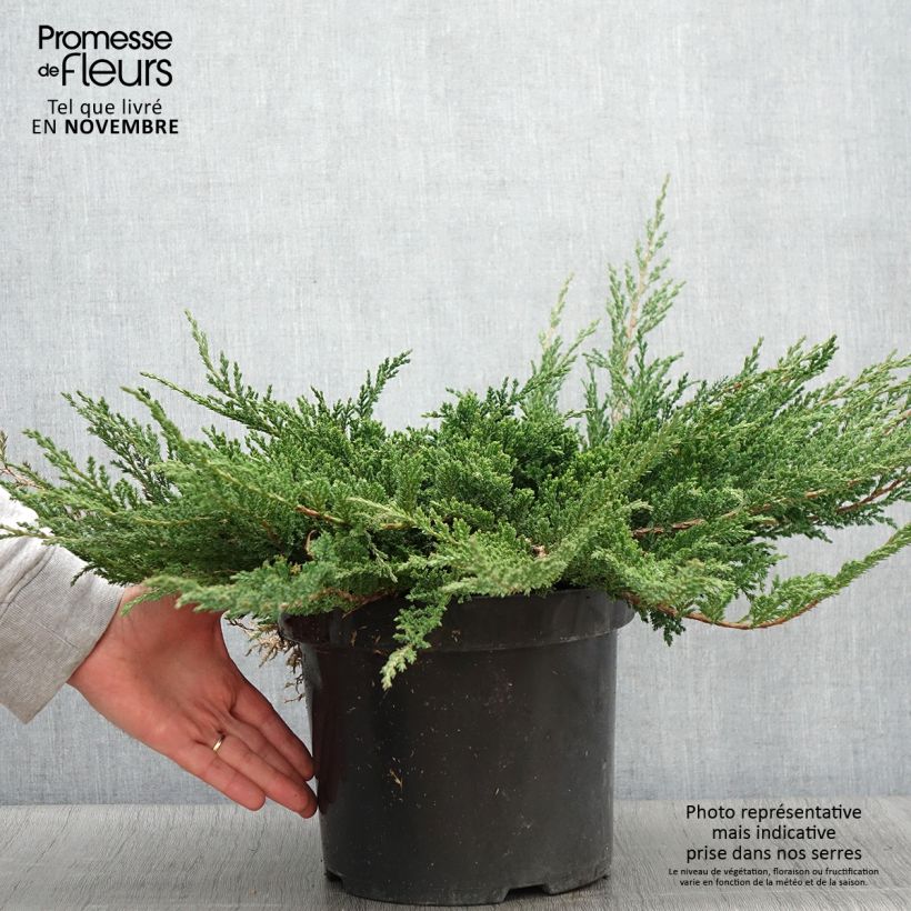 Amostra de Juniperus horizontalis Prince Of Wales Vaso de 7,5 L/10 L tal como entregue no outono