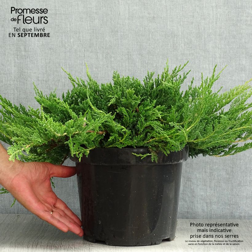 Amostra de Juniperus horizontalis Prince Of Wales Vaso de 7,5 L/10 L tal como entregue no verão