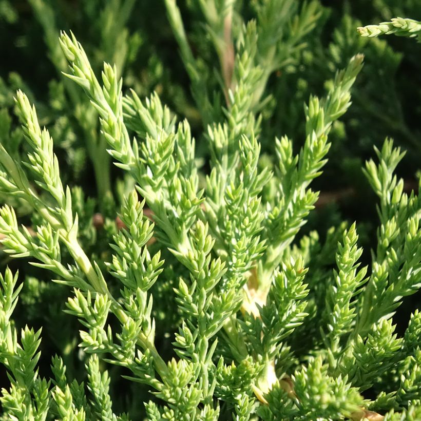 Juniperus horizontalis Prince Of Wales (Folhagem)