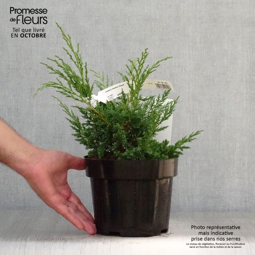 Amostra de Juniperus chinensis × sabina Blaauw Vaso de 2 L/3 L tal como entregue no outono