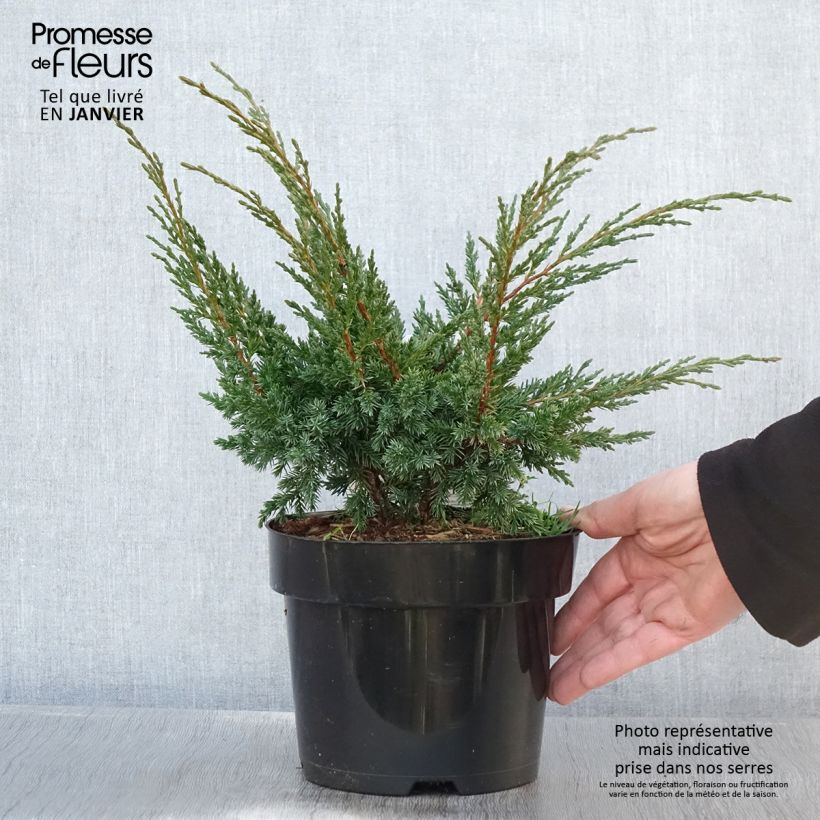Amostra de Genévrier hybride - Juniperus chinensis Blaauw              Vaso de 2 L/3 L tal como entregue no inverno