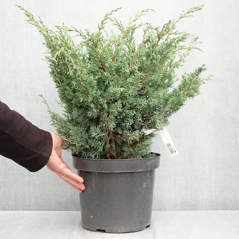 Amostra de Juniperus chinensis × sabina Blaauw Vaso de 7,5 L/10 L tal como entregue no outono