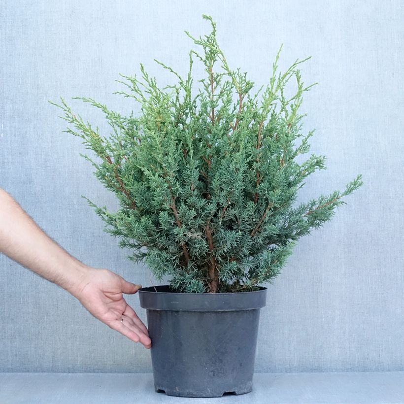 Amostra de Juniperus chinensis × sabina Blaauw Vaso de 7,5 L/10 L tal como entregue no verão