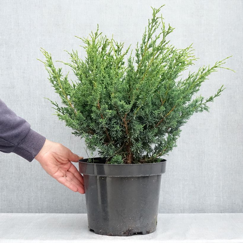 Amostra de Genévrier hybride - Juniperus chinensis Blaauw              Vaso de 7,5 L/10 L tal como entregue na primavera