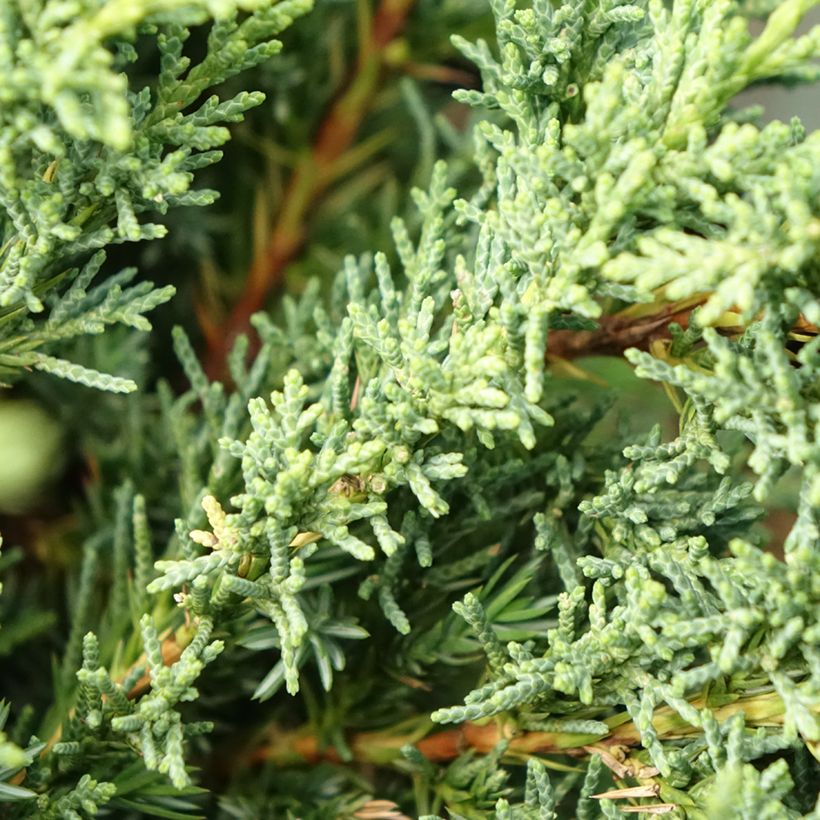 Juniperus chinensis × sabina Blaauw (Folhagem)