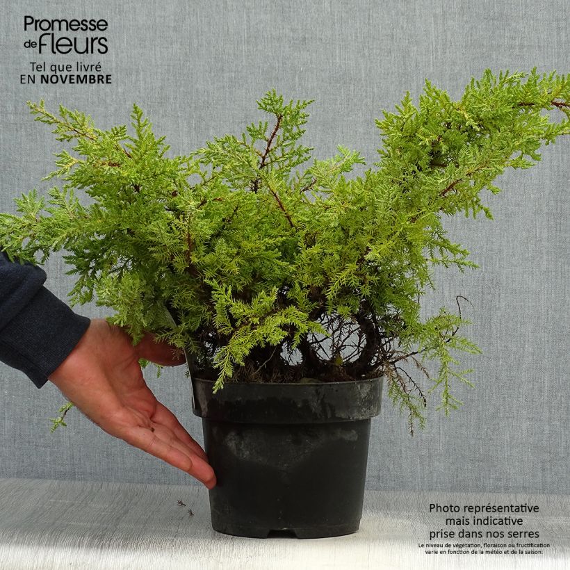 Amostra de Juniperus pfitzeriana Goldkissen Vaso de 2 L/3 L tal como entregue no outono