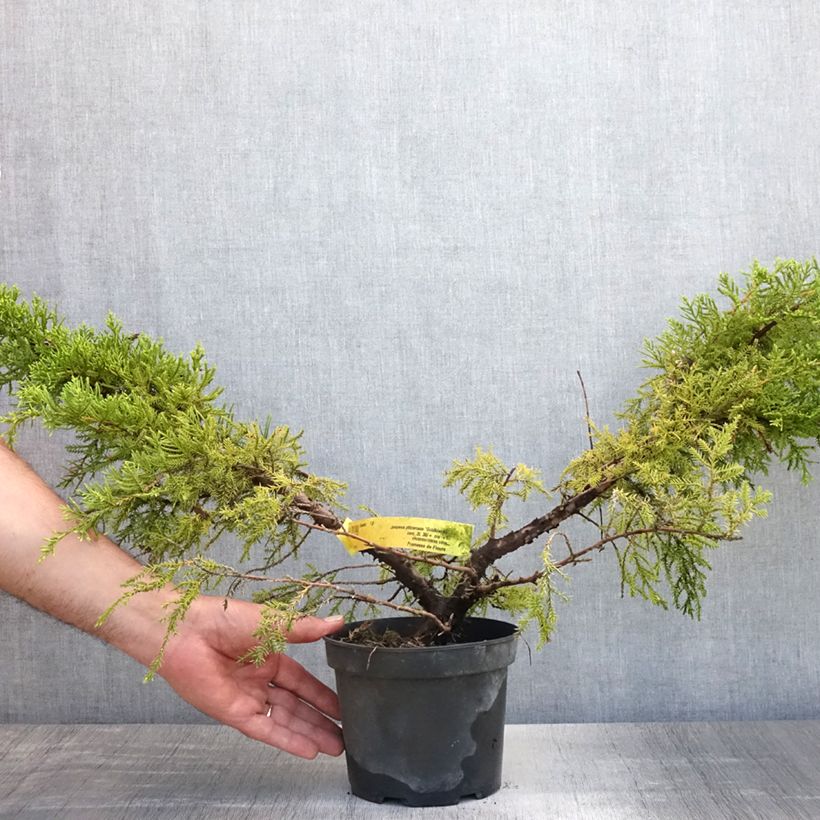 Amostra de Juniperus pfitzeriana Goldkissen Vaso de 2 L/3 L tal como entregue no verão