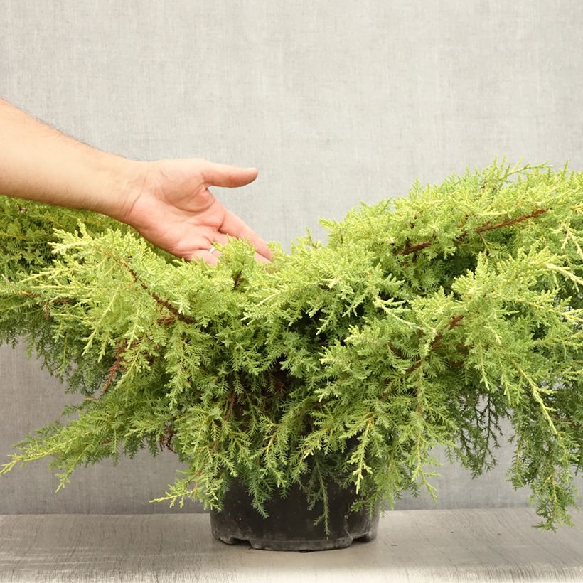 Amostra de Juniperus pfitzeriana Goldkissen Vaso de 7,5 L/10 L tal como entregue no verão