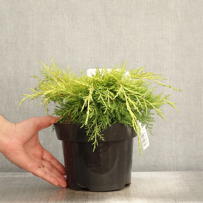 Amostra de Genévrier - Juniperus pfitzeriana King Of Spring Pot de 2L/3L tal como entregue no outono