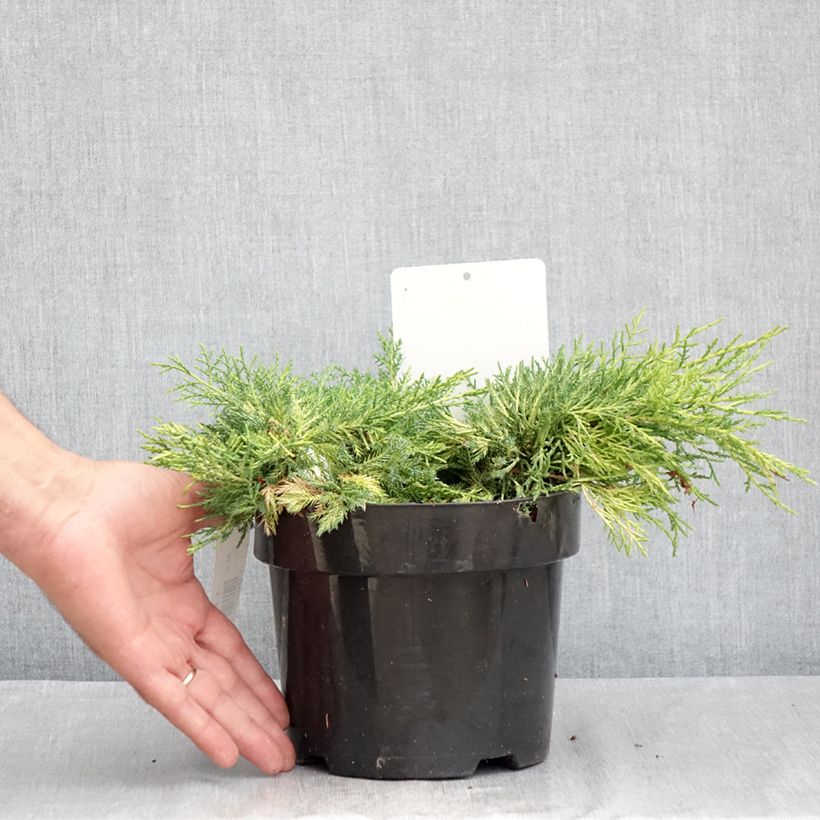 Amostra de Juniperus pfitzeriana King Of Spring - Zimbro Vaso de 2 L/3 L tal como entregue no verão
