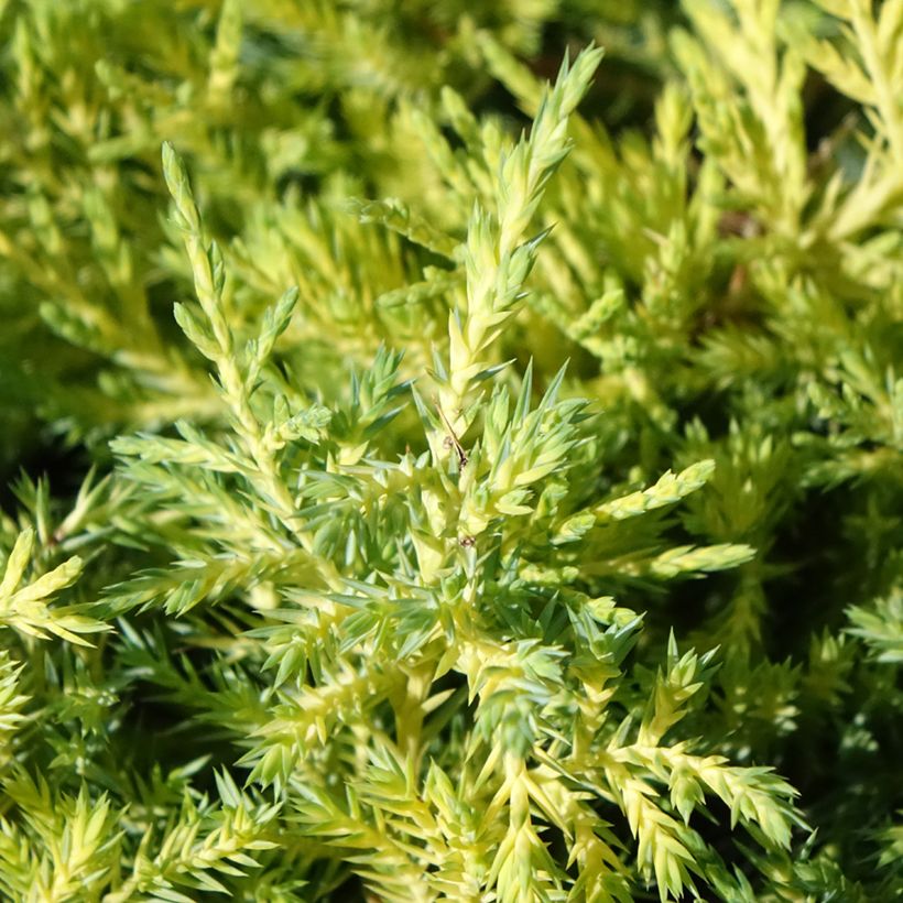 Juniperus pfitzeriana King Of Spring - Zimbro (Folhagem)