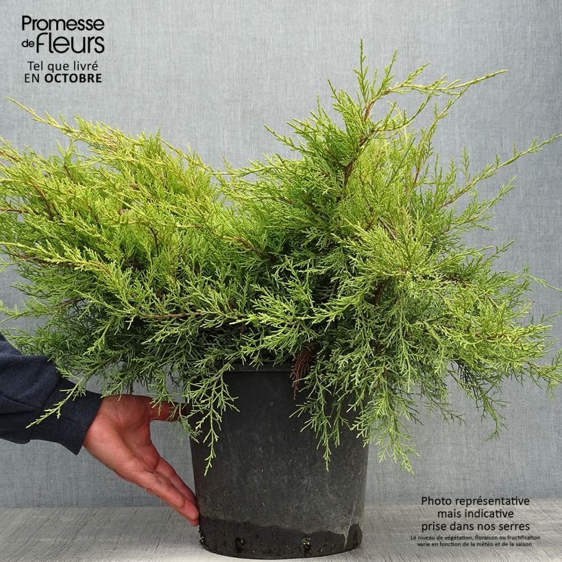 Amostra de Juniperus × pfitzeriana Old Gold Vaso de 7,5 L/10 L tal como entregue no outono