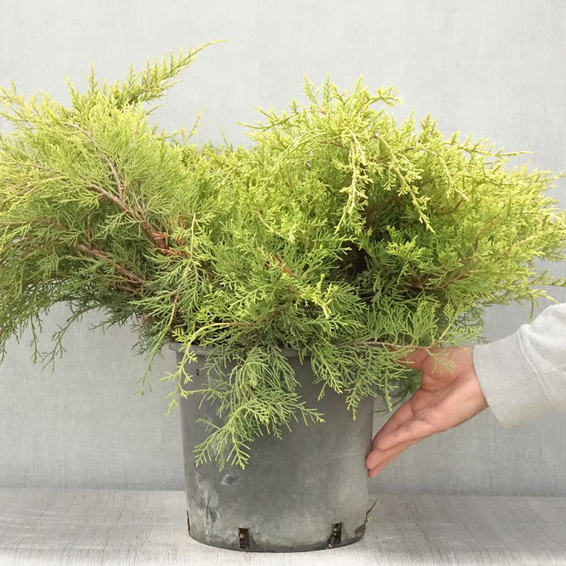 Amostra de Juniperus × pfitzeriana Old Gold Vaso de 7,5 L/10 L tal como entregue no verão