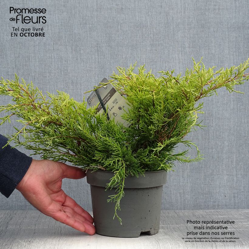 Amostra de Juniperus × pfitzeriana Old Gold Vaso de 2 L/3 L tal como entregue no outono