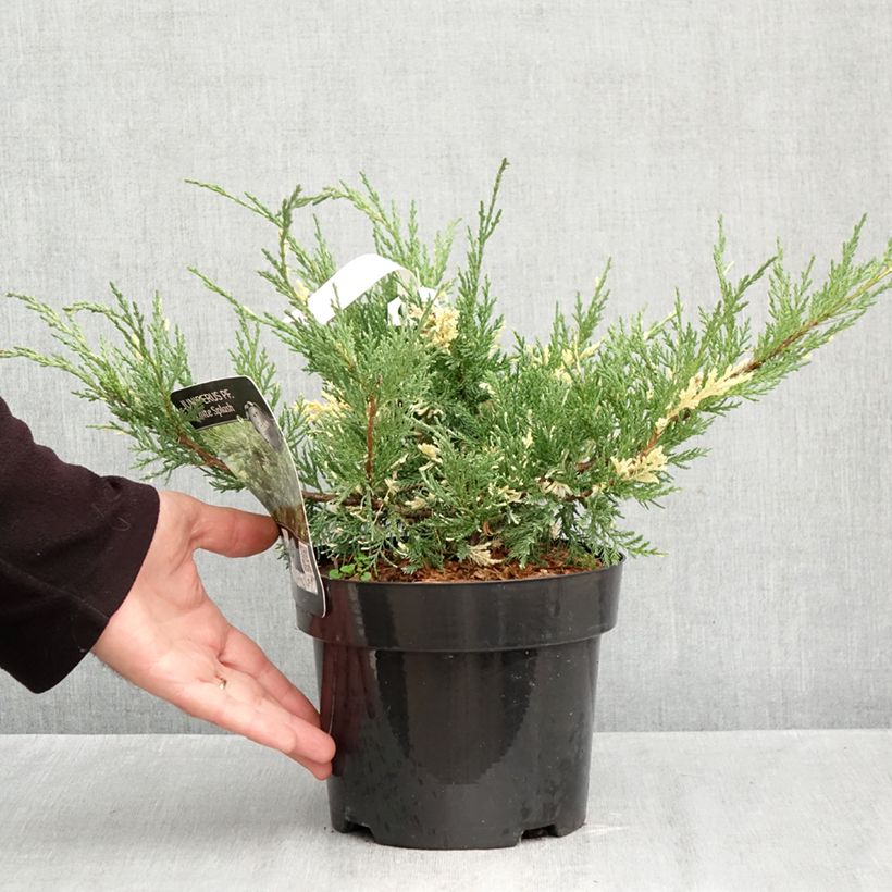 Amostra de Juniperus pfitzeriana White Splash Vaso de 2 L/3 L tal como entregue no outono