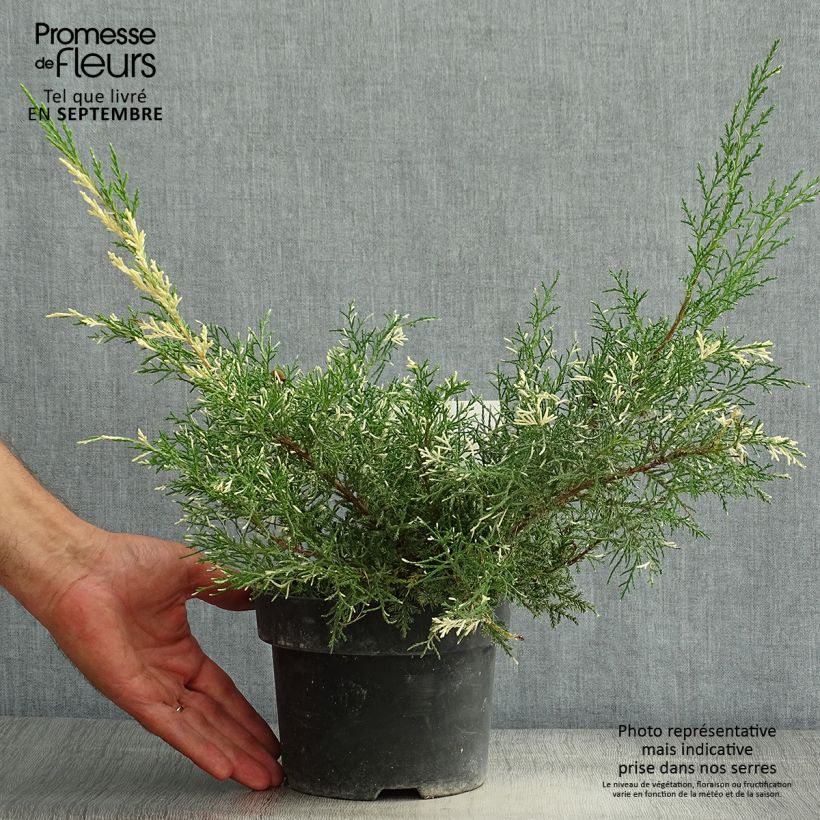 Amostra de Juniperus pfitzeriana White Splash Vaso de 2 L/3 L tal como entregue no verão
