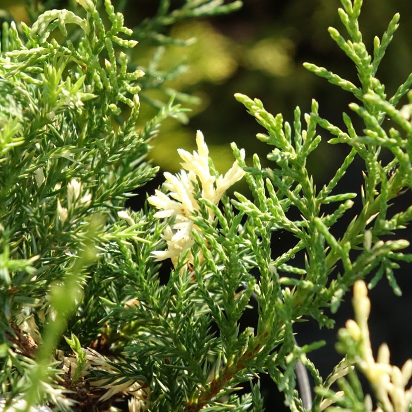 Juniperus pfitzeriana White Splash (Folhagem)