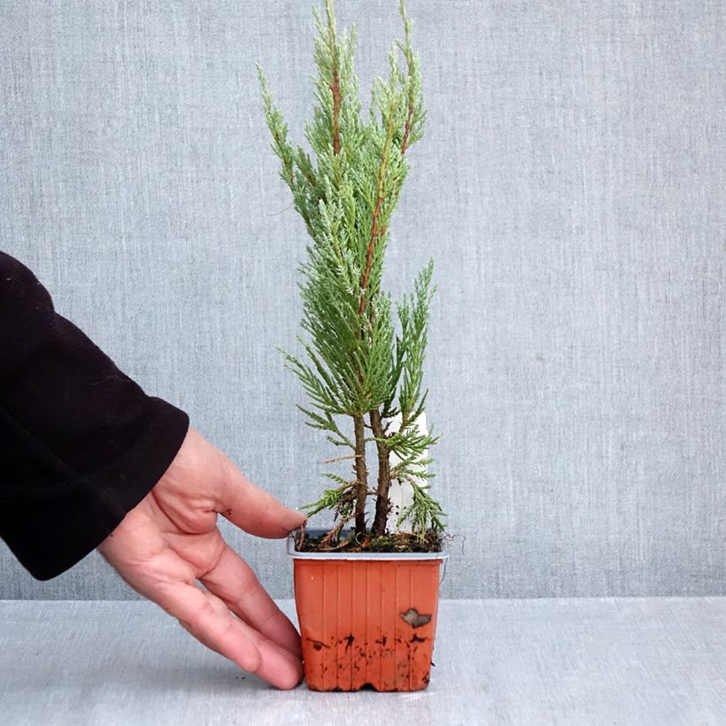 Amostra de Juniperus scopulorum Moonglow Vaso de 8/9 cm tal como entregue no outono